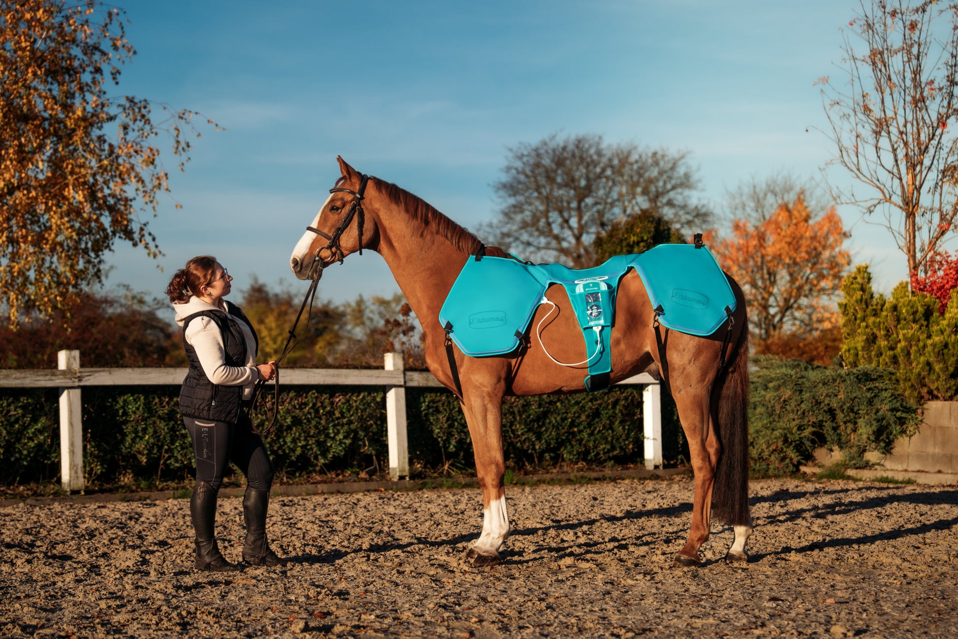 Horse with Lumina 3D-e VET HORSE MOTION CARE