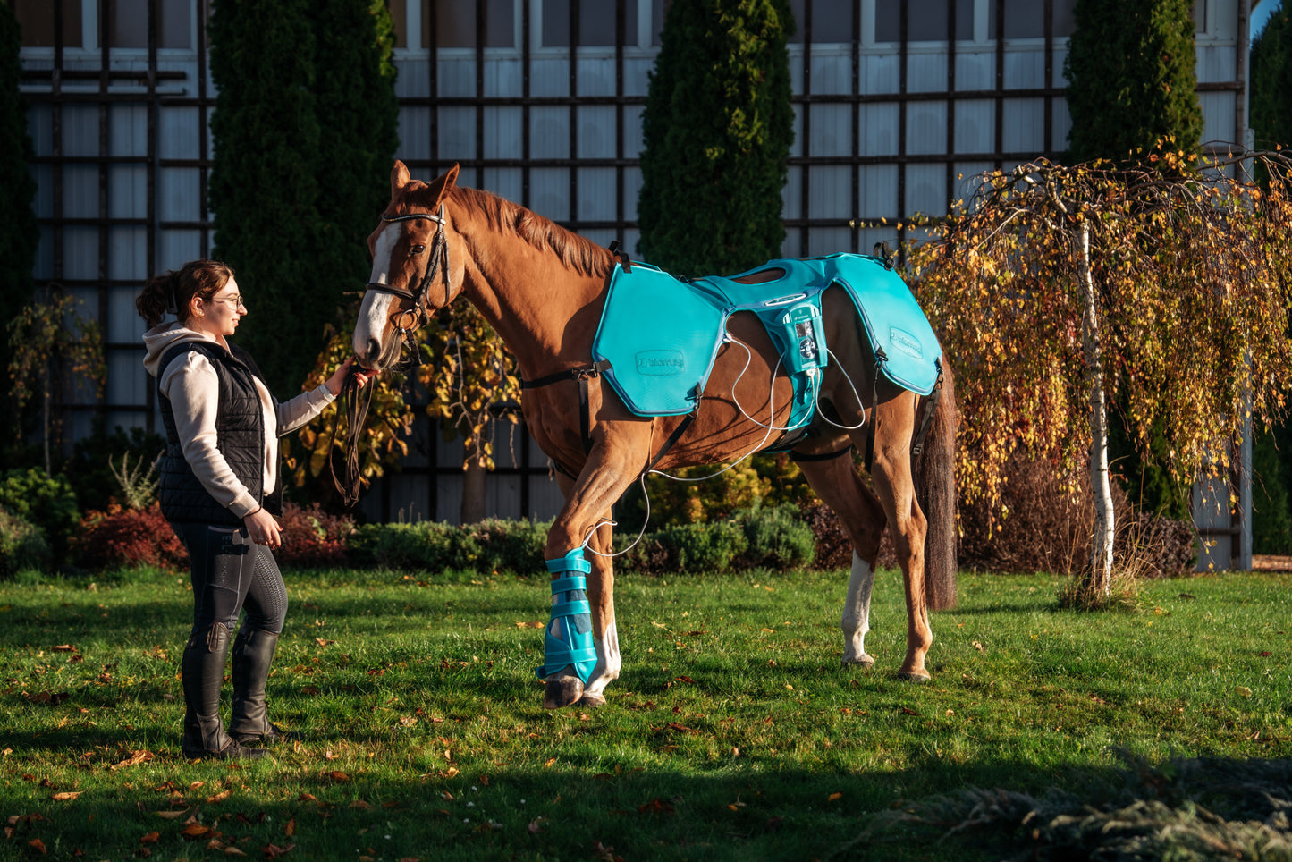 Horse with Lumina 3D-e VET HORSE MOTION CARE