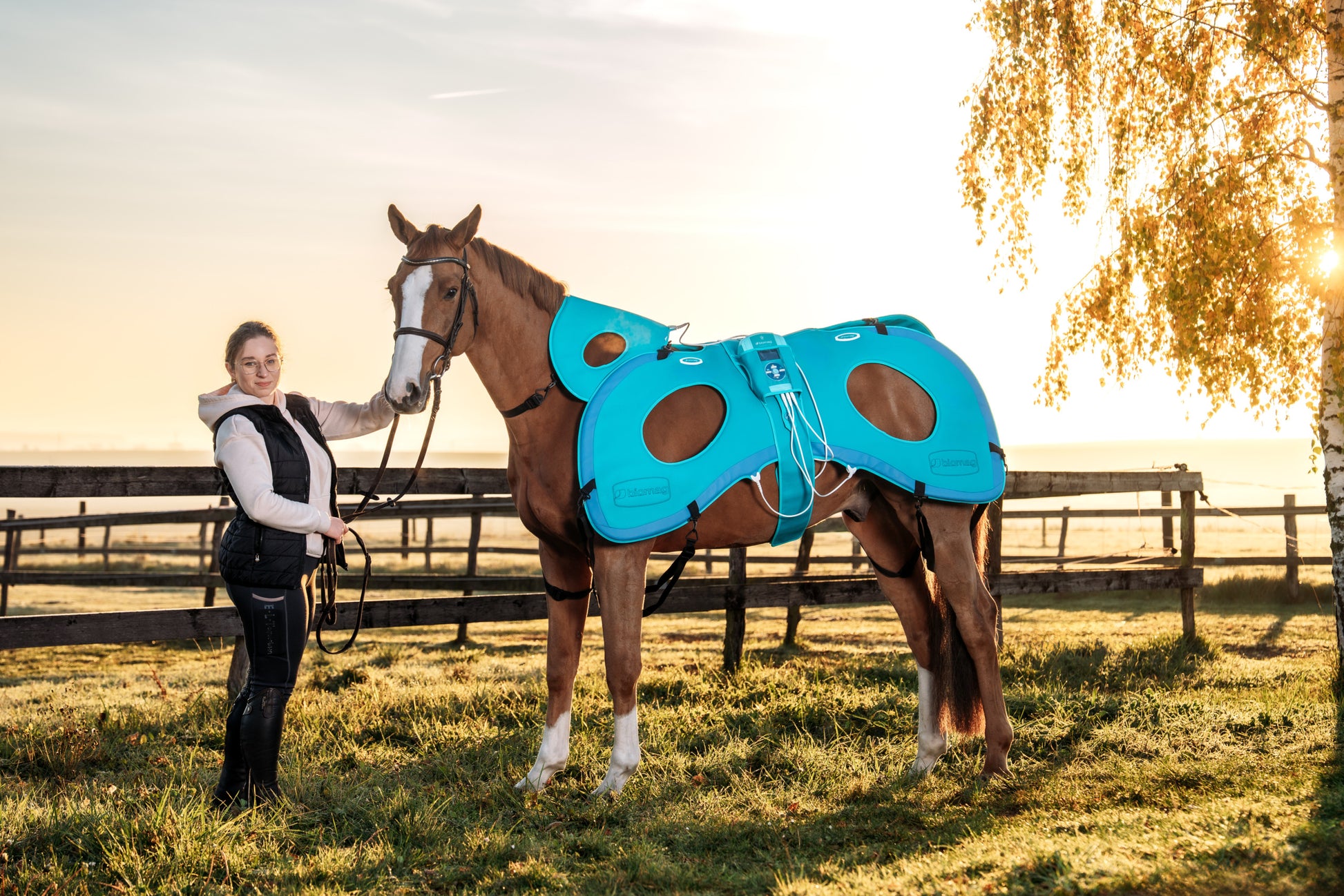 Horse with Lumina 3D-e VET HORSE TREATMENT ELITE