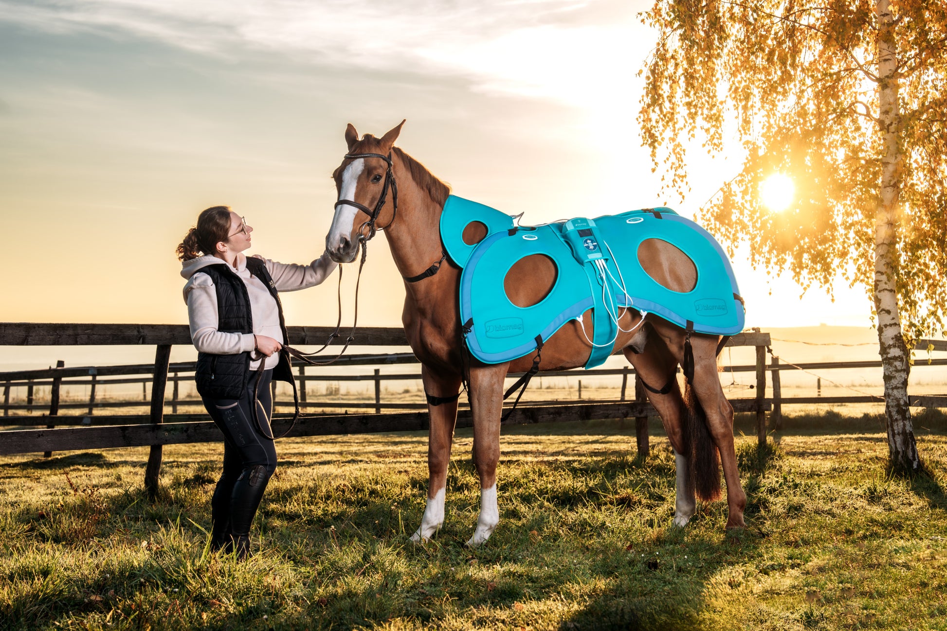 Horse with Lumina 3D-e VET HORSE TREATMENT ELITE