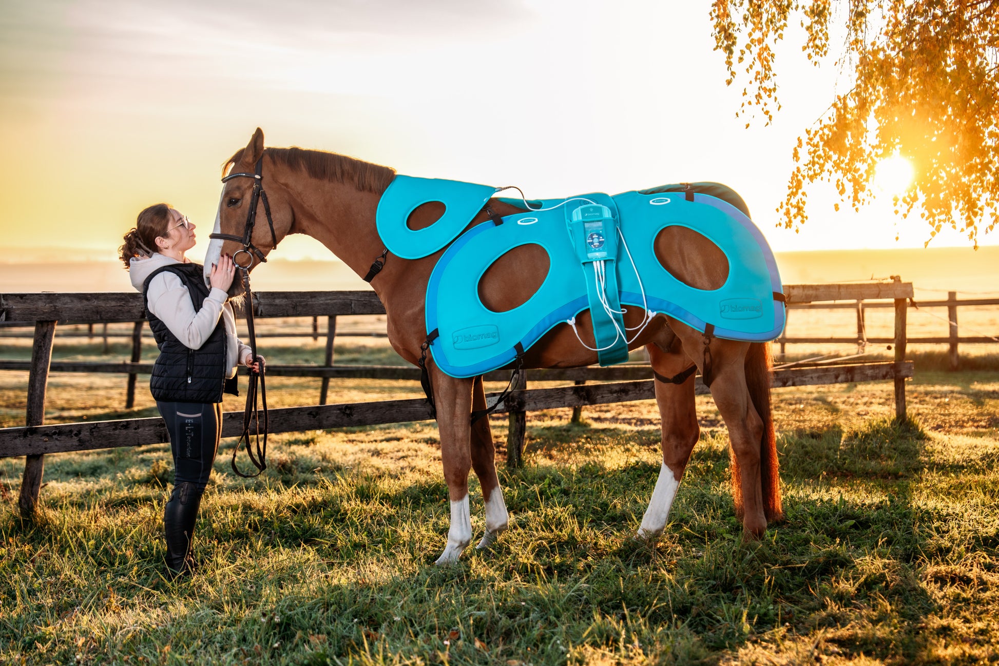 Horse with Lumina 3D-e VET HORSE TREATMENT ELITE